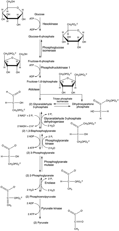 The full glycolysis reaction with all intermediates (the chemical structures) and enzymes as well as substituents (ATP, ADP, H2O etc) included.