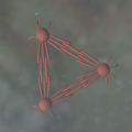 Thumbnail for version as of 08:37, 21 August 2026